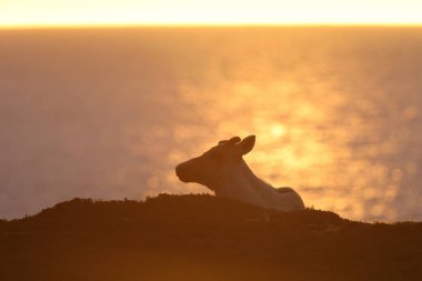 Canadian woodland caribou in sunset light newfoundland Kanada clipart