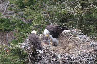 Adult  Bald Eagle with  chick in a nest in a tree Newfoundland Canada clipart