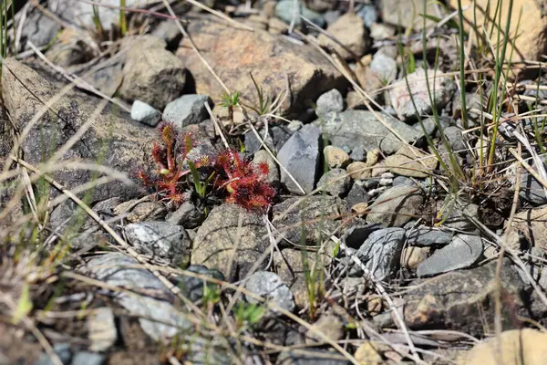 stock image Sundew in the Tablelands in Gros Morne National Park in Newfoundland