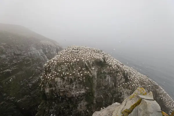 stock image Cliffs at the Gannet Colony at Cape St. Mary's Ecological Reserve, Avalon, Newfoundland