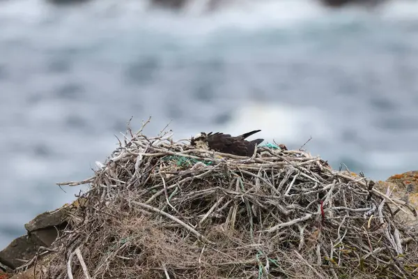 stock image osprey (Pandion haliaetus) young bird in nest on the coast of Newfoundland Canada