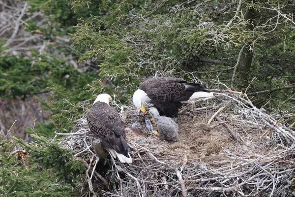 stock image Adult  Bald Eagle with  chick in a nest in a tree Newfoundland Canada