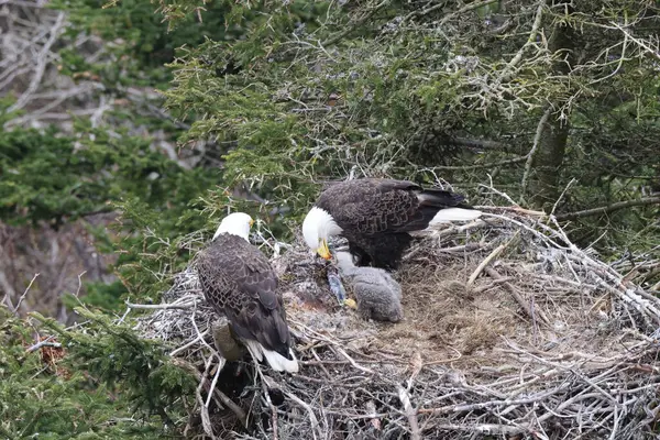 stock image Adult  Bald Eagle with  chick in a nest in a tree Newfoundland Canada