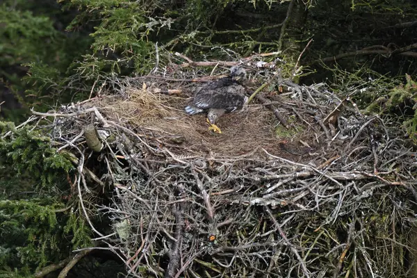 stock image Bald Eagle chick in a nest in a tree Newfoundland Canada