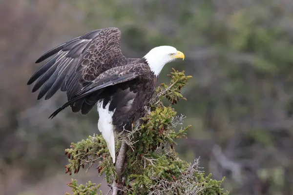 stock image Bald Eagle Newfoundland Canada