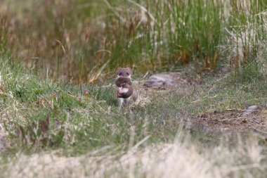 least weasel transports its young  Newfoundland and Labrador NL, Canada clipart