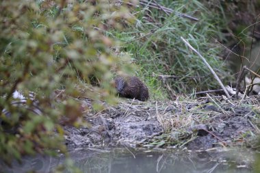 young European beaver Swabian Alb Baden Wuerttemberg Germany clipart