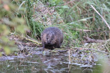 young European beaver Swabian Alb Baden Wuerttemberg Germany clipart