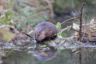 European beaver Swabian Alb Baden Wuerttemberg Germany clipart