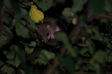 dormouse at night in the forest Baden-Wuerttemberg Germany clipart