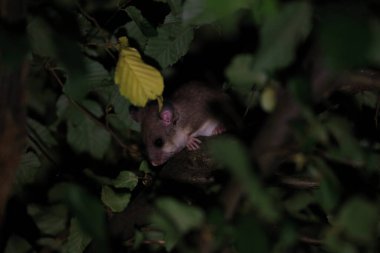 dormouse at night in the forest Baden-Wuerttemberg Germany clipart