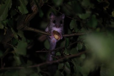 dormouse at night in the forest Baden-Wuerttemberg Germany clipart