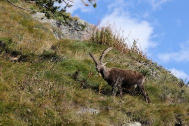 Alpine Ibex (Capra ibex ibex) Aosta Valley  Alps, Italy clipart