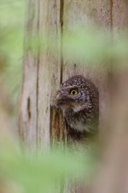 Eurasian pygmy owl female (Glaucidium passerinum) Swabian Jura Germany clipart