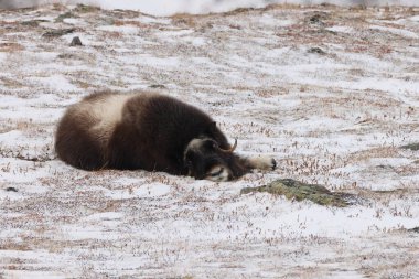 Wild Musk Ox in winter, mountains in Norway, Dovrefjell national park  clipart