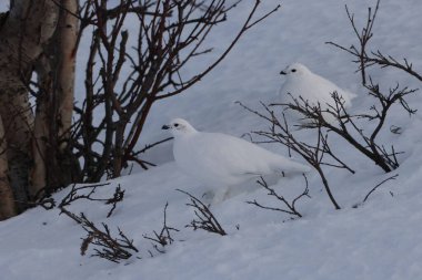 rock ptarmigan (Lagopus muta) in winter, mountains in Norway, Dovrefjell national park  clipart