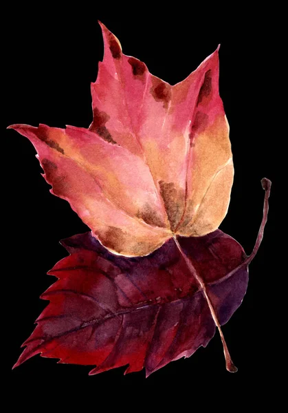 Garden Maple Leaves Painted Watercolor Black Background Handmade Illustration — Stock Photo, Image