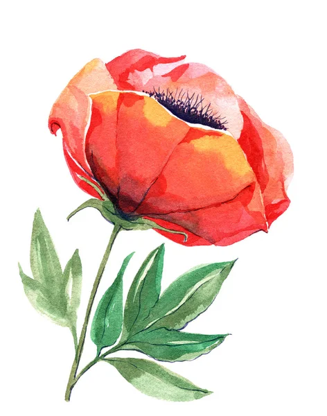 Zahradní Květinový Mák Malované Akvarelem Bílém Pozadí Ruční Ilustrace — Stock fotografie