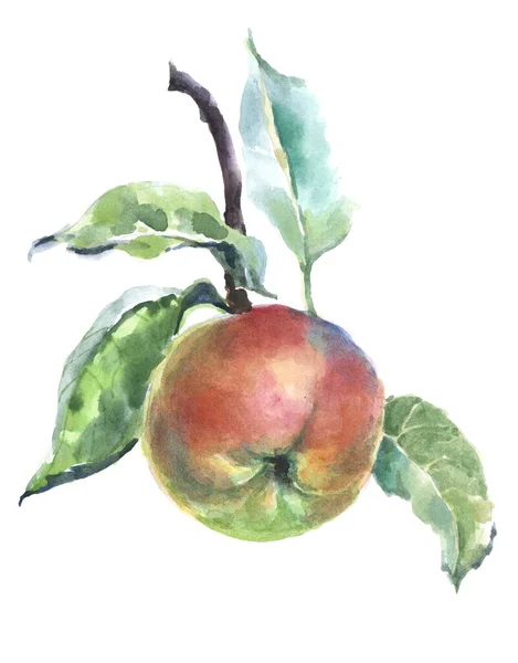 水彩で絵を描く葉の枝のアップル 手作りイラスト — ストック写真