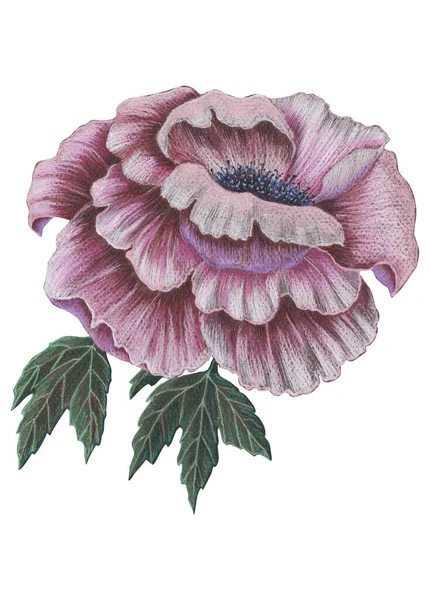 Blomma Pion Med Blad Målning Akvarell Handgjord Illustration — Stockfoto