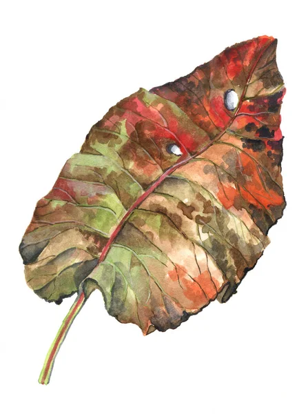 Sulu Boyalı Bitkinin Yaprakları Yapımı Resimleme — Stok fotoğraf