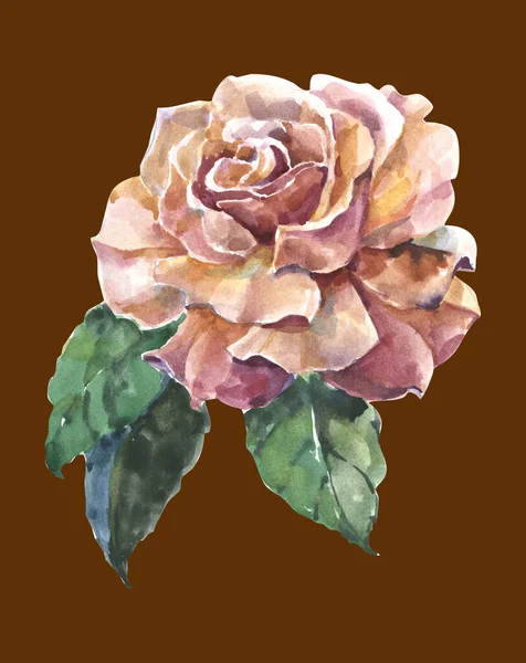 朱古力玫瑰 叶色水彩画 手工制作的插图 — 图库照片