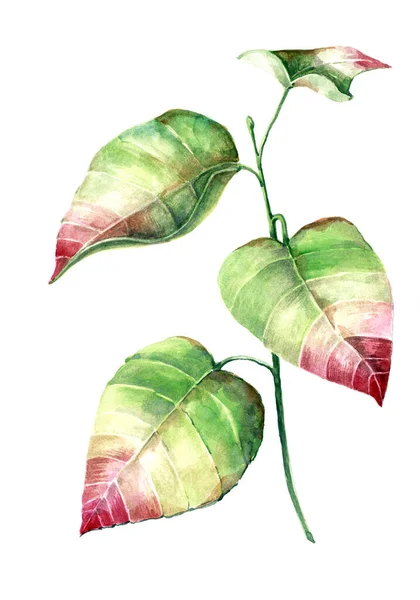 Blad Van Plant Schilderen Aquarel Handgemaakte Illustratie — Stockfoto