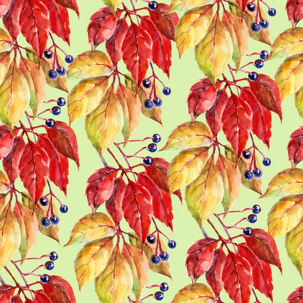 Jesienny Gałąź Dziki Winogrono Jagodowy Malarstwo Akwarela Zielony Tło Płynny — Zdjęcie stockowe
