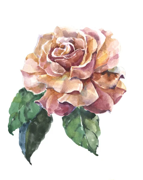 Шоколадная Роза Листьями Акварели Ручная Иллюстрация — стоковое фото