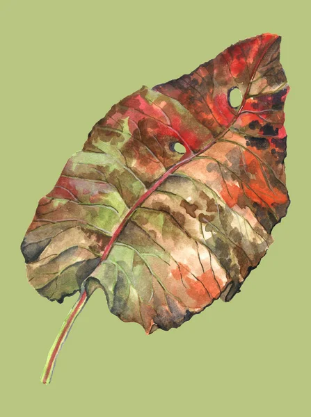Big autumn leaf  painting in watercolor. Handmade illustration.