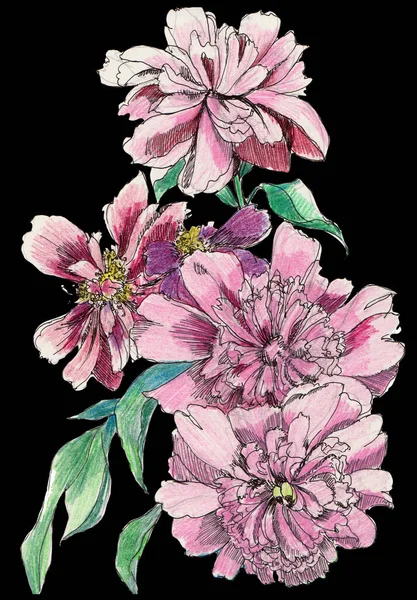水彩画で花束の花牡丹の絵 手作りイラスト — ストック写真