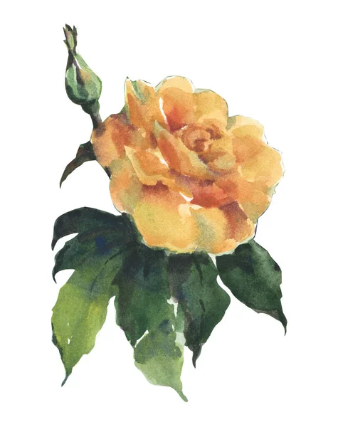花园玫瑰 叶色为水彩画 白色背景作装饰 — 图库照片