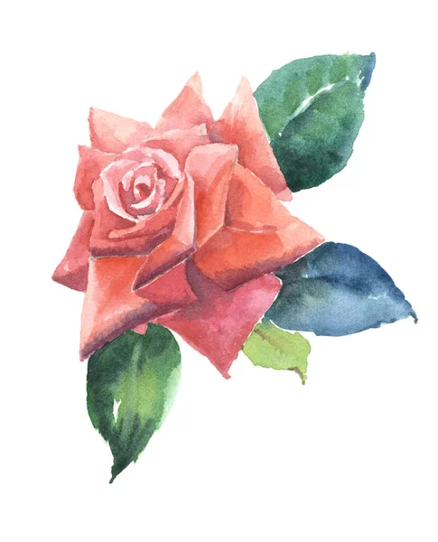 Садова Троянда Листям Живопису Акварелі Білому Тлі Декору — стокове фото