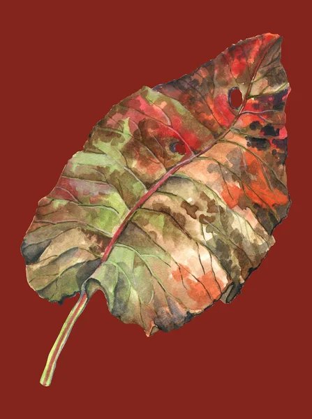 Garden autumn leaf painting in watercolor on red background for decor.