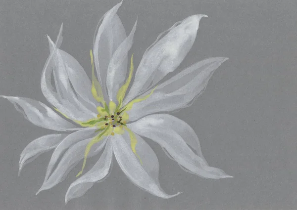 Watercolor white lily on a gray background.