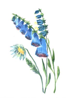 Watercolor illustration of a plant with flowers chamomile and bell.