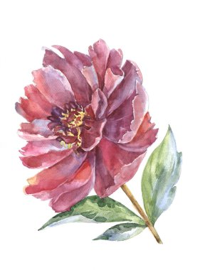 Watercolor with flower peony and leaves. Illustration for decor.