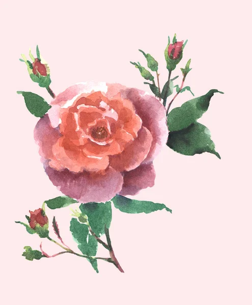 Akvarelové Růžové Růže Pupenem Listy Ručně Kreslená Ilustrace — Stock fotografie