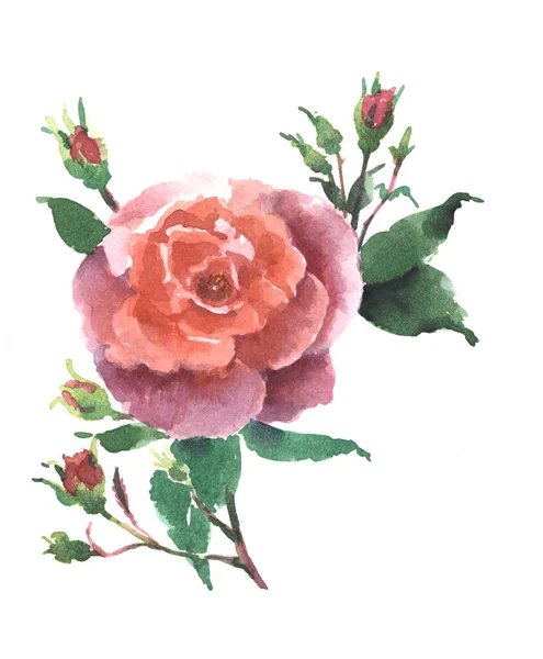 Υδατογραφία Ροζ Τριαντάφυλλο Μπουμπούκι Και Φύλλα Χειροποίητη Απεικόνιση — Φωτογραφία Αρχείου