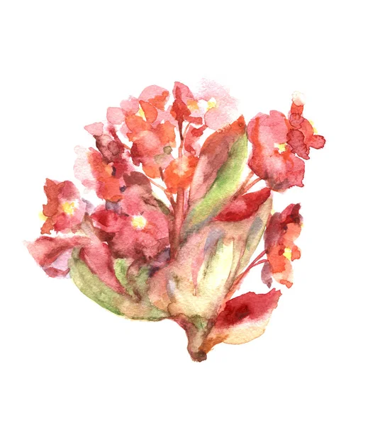 Illustrazione Disegnata Mano Begonia Pittura Acquerello Sfondo Bianco — Foto Stock