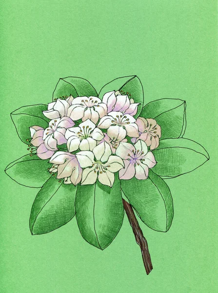 Ilustración Acuarela Con Flores Rododendro Sobre Fondo Verde — Foto de Stock