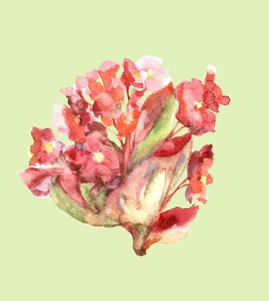 Акварель Красивые Бегония Цветы Зеленом Фоне — стоковое фото