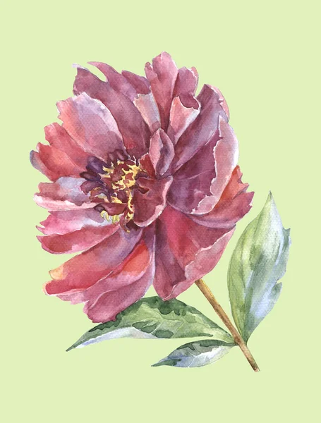 Akvarell Illusztráció Gyönyörű Bazsarózsa Virágok — Stock Fotó