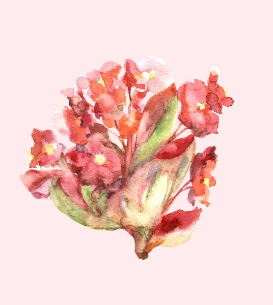 Watercolor Illustration Beautiful Flowers Begonia — 스톡 사진