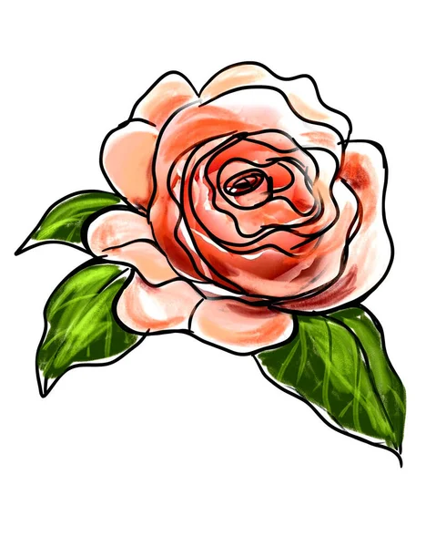 Иллюстрация Ручной Работы Розы Листьями Белом Фоне — стоковое фото