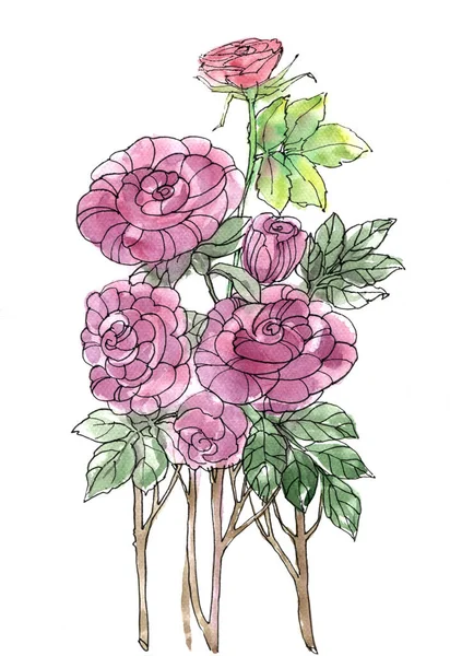 Akvarel Ilustrace Krásné Pivoňkové Květiny — Stock fotografie