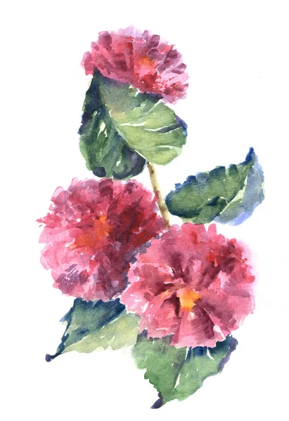 Aquarel Illustratie Met Kleurrijke Bloemen Bladeren Witte Achtergrond — Stockfoto
