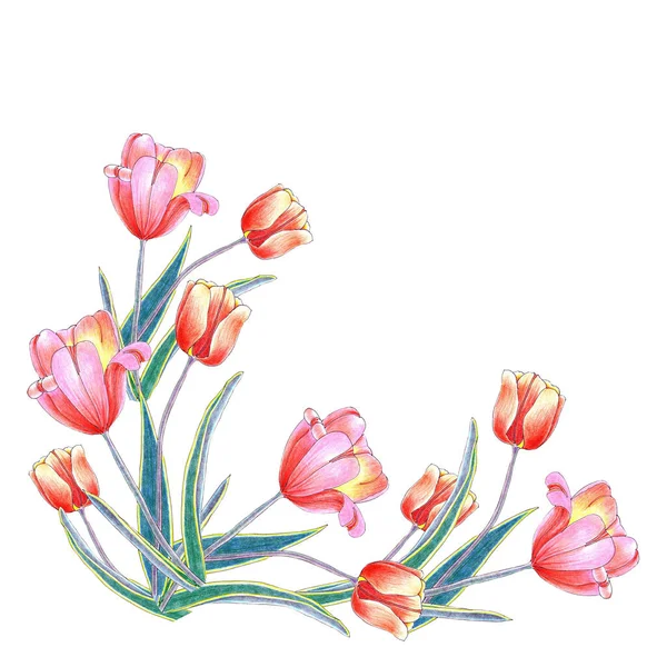 手描きの花とコーナーの水彩イラスト白を背景にチューリップ — ストック写真