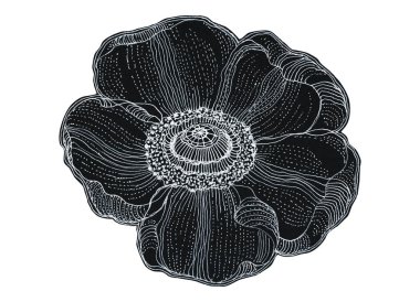 Tek renkli çiçek gelinciği. Resimler beyaz arkaplanda izole edildi. Vintage oyma biçimi.