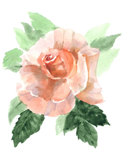 Aquarell Bild Mit Blume Rose Und Blättern Auf Weißem Hintergrund — Stockfoto
